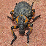 Brachycerus labrusca